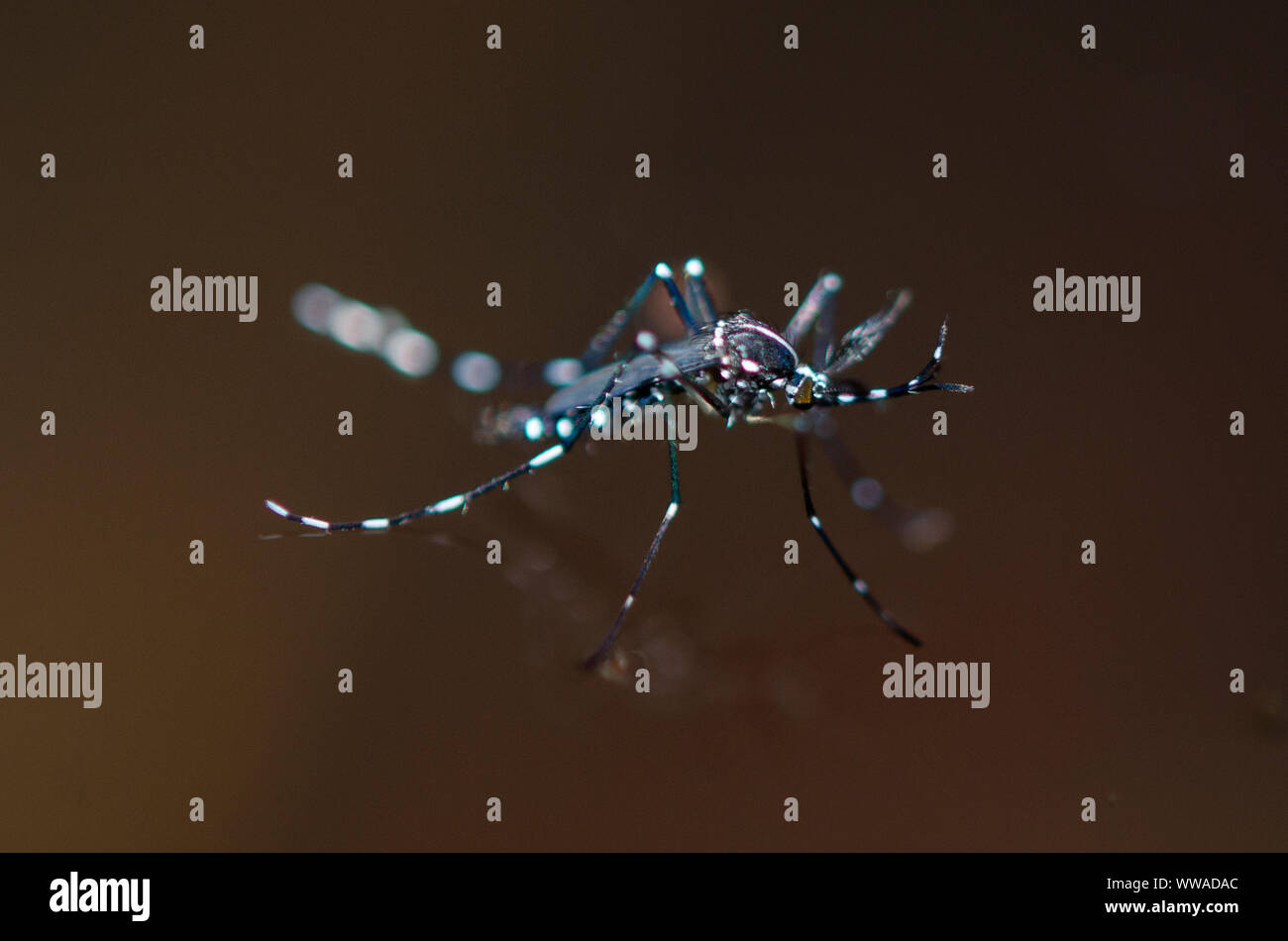 Moustique de la fièvre jaune, Aedes aegypti, sur l'eau, Klungkung, Bali,Indonésie Banque D'Images