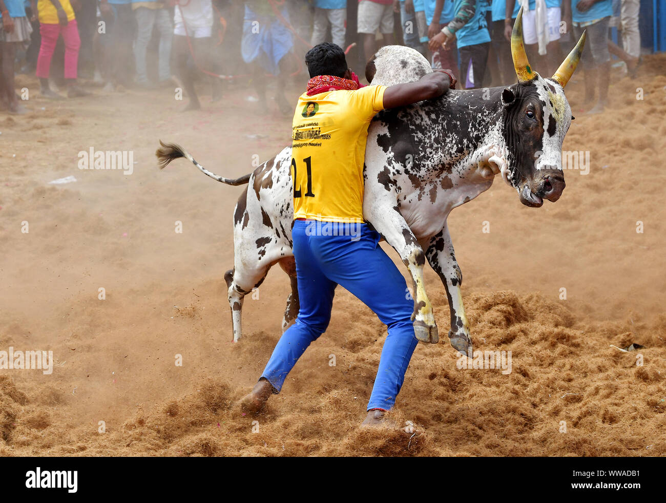 Jallikattu ou d'apprivoiser le taureau (bull indien lutte ) a lieu dans les villages de Tamil Nadu, Inde. Dans le cadre de la fête de la récolte. New Delhi, Banque D'Images