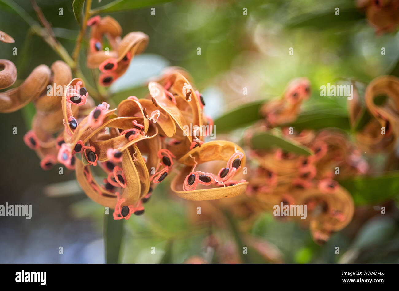 Surpresas da Natureza Banque D'Images