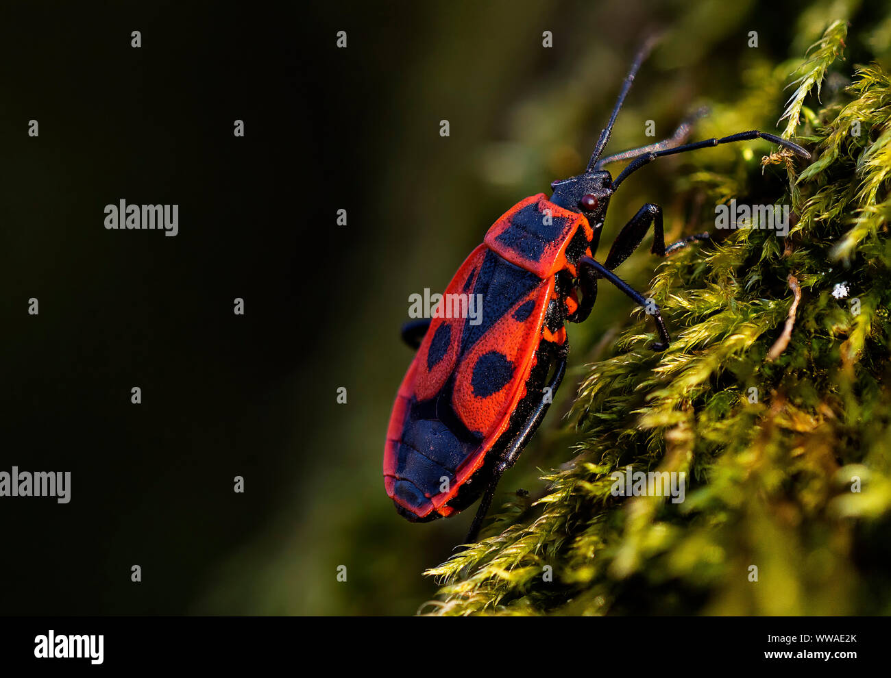Pyrrhocoris apterus firebug, dans l'habitat naturel, selective focus Banque D'Images