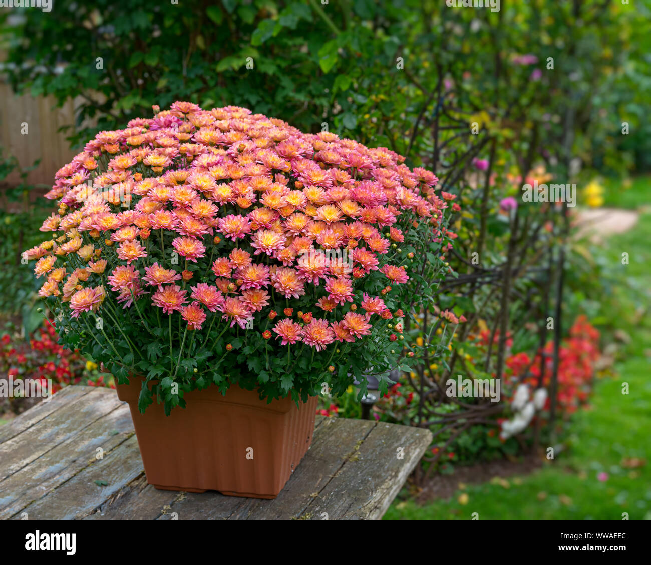Pot de fleurs chrysanthème dynamique dans une arrière cour jardin. Banque D'Images