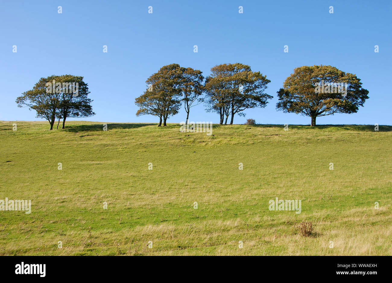 Arbres dans un champ vert contre un ciel bleu clair. Les arbres sont sur une colline à l'horizon et se détachent sur le ciel bleu. L'environnement, de la nature Banque D'Images