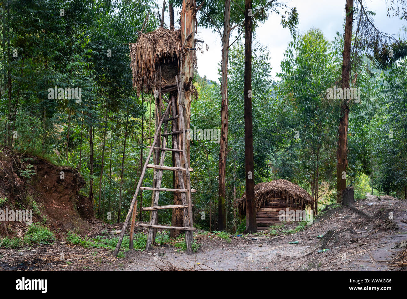 La tribu de pygmées Batwa village forestier, de l'Ouganda Banque D'Images
