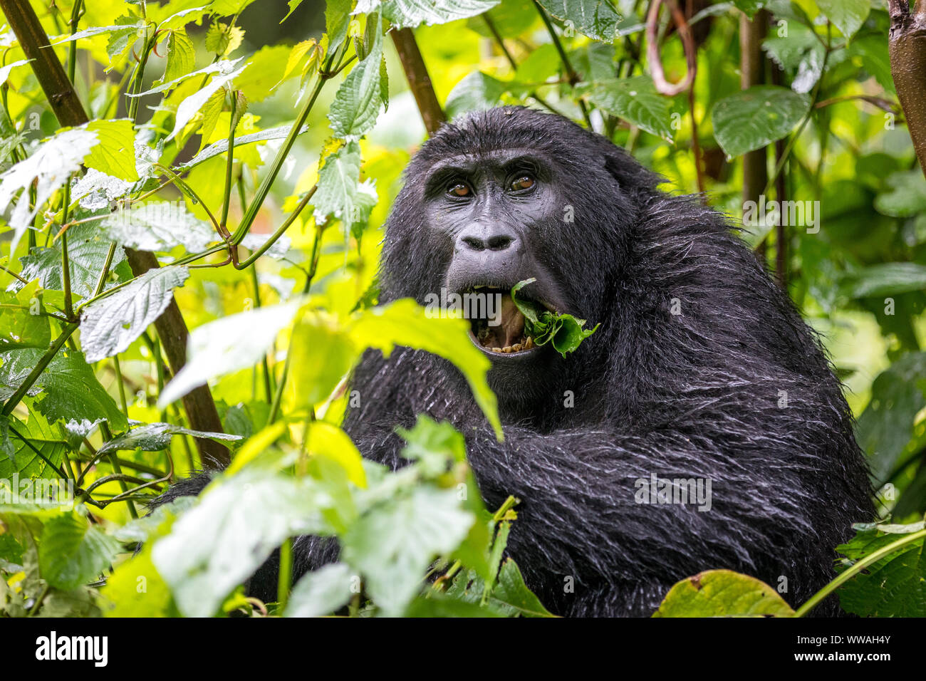 Portrait de jeune homme gorille assis dans la forêt impénétrable de Bwindi, en Ouganda Banque D'Images