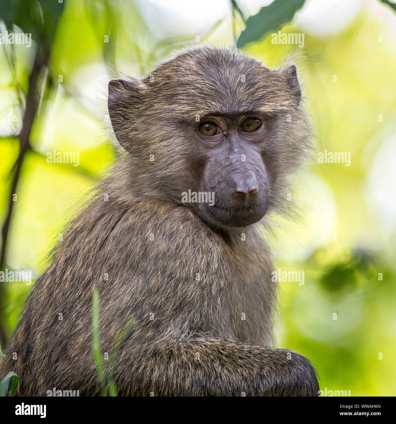 Portrait de bébé babouin olive (Papio anubis) assis dans la forêt impénétrable de Bwindi, en Ouganda Banque D'Images