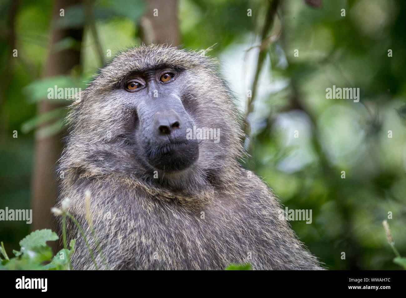 Portrait de babouin doguera (Papio anubis) assis dans la forêt impénétrable de Bwindi, en Ouganda Banque D'Images