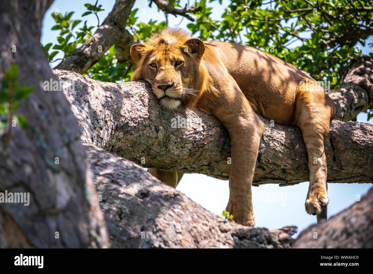 Portrait de lion (Panthera leo) reposant sur branche d'arbre, Parc national Queen Elizabeth, en Ouganda Banque D'Images