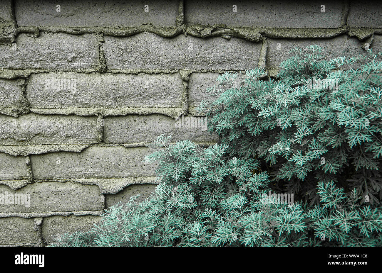 Mur et verts Banque D'Images