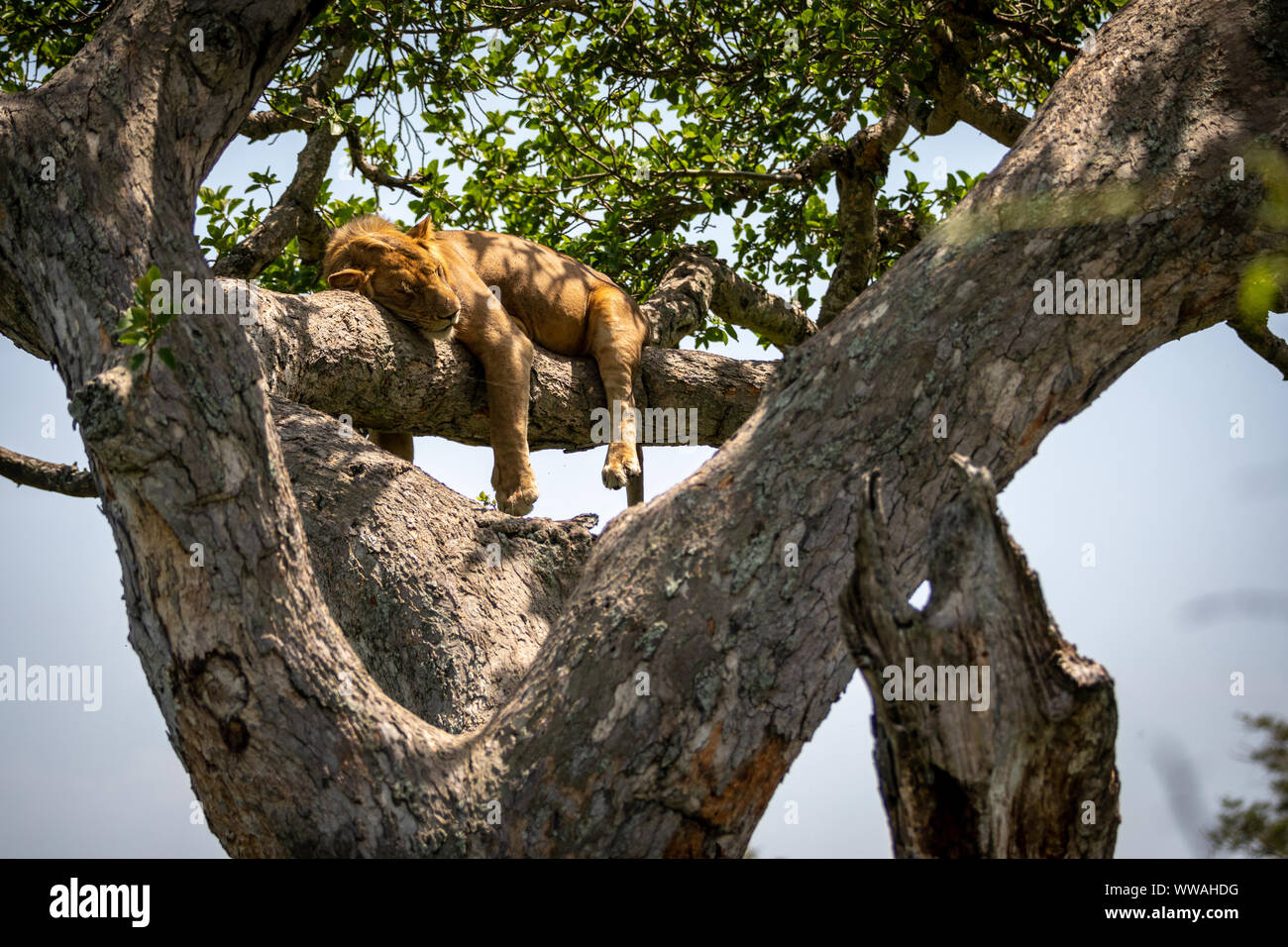 Portrait de lion (Panthera leo) reposant sur branche d'arbre, Parc national Queen Elizabeth, en Ouganda Banque D'Images