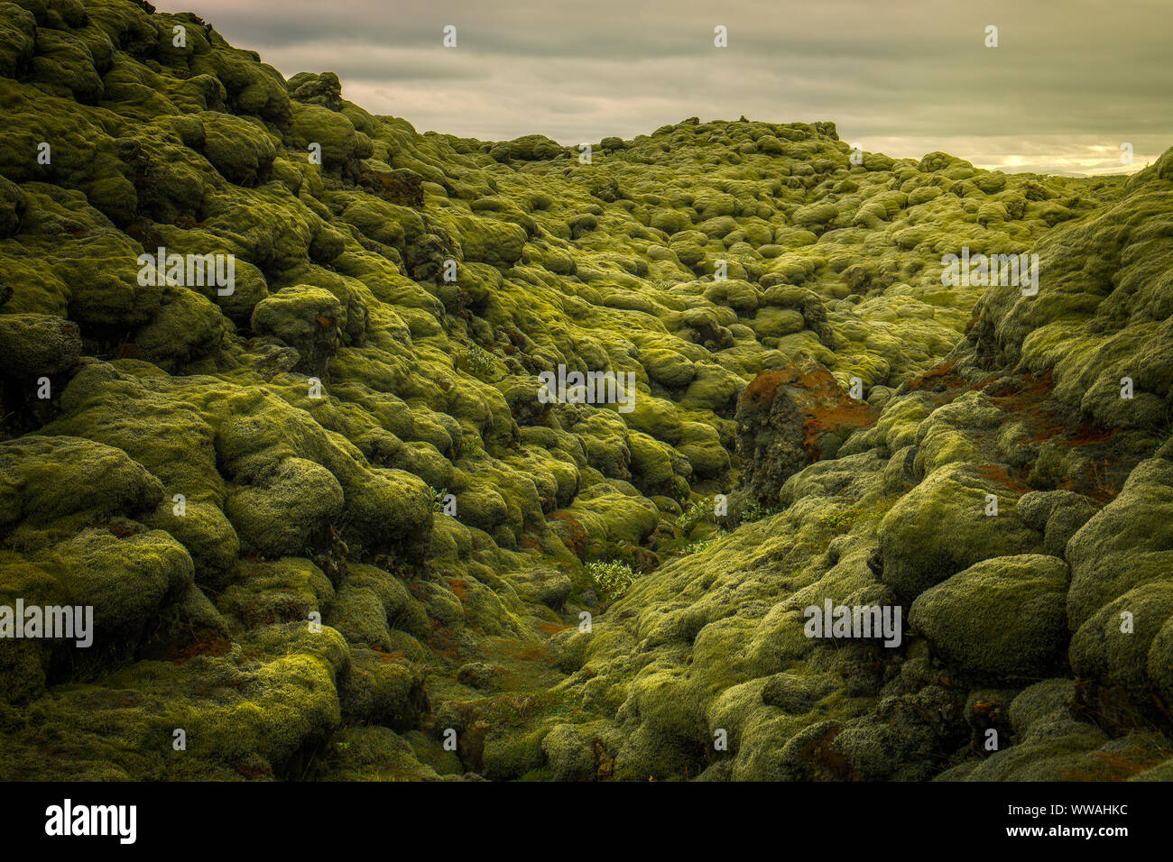 Champ de lave Eldhraun en Islande Banque D'Images