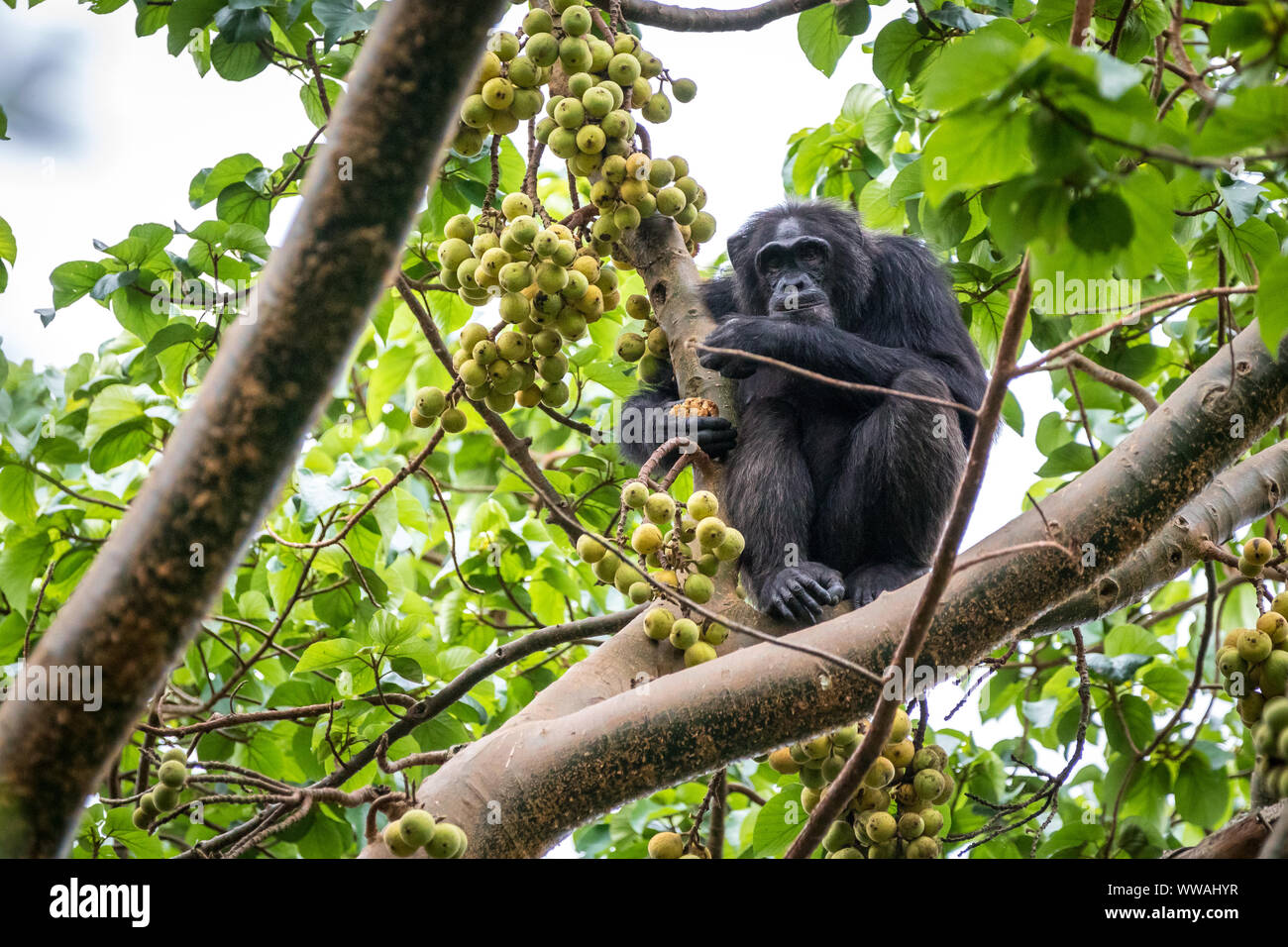 Chimpanzé (Pan troglodytes) manger des figues à la cime des arbres dans le parc national de Kibale, en Ouganda Banque D'Images