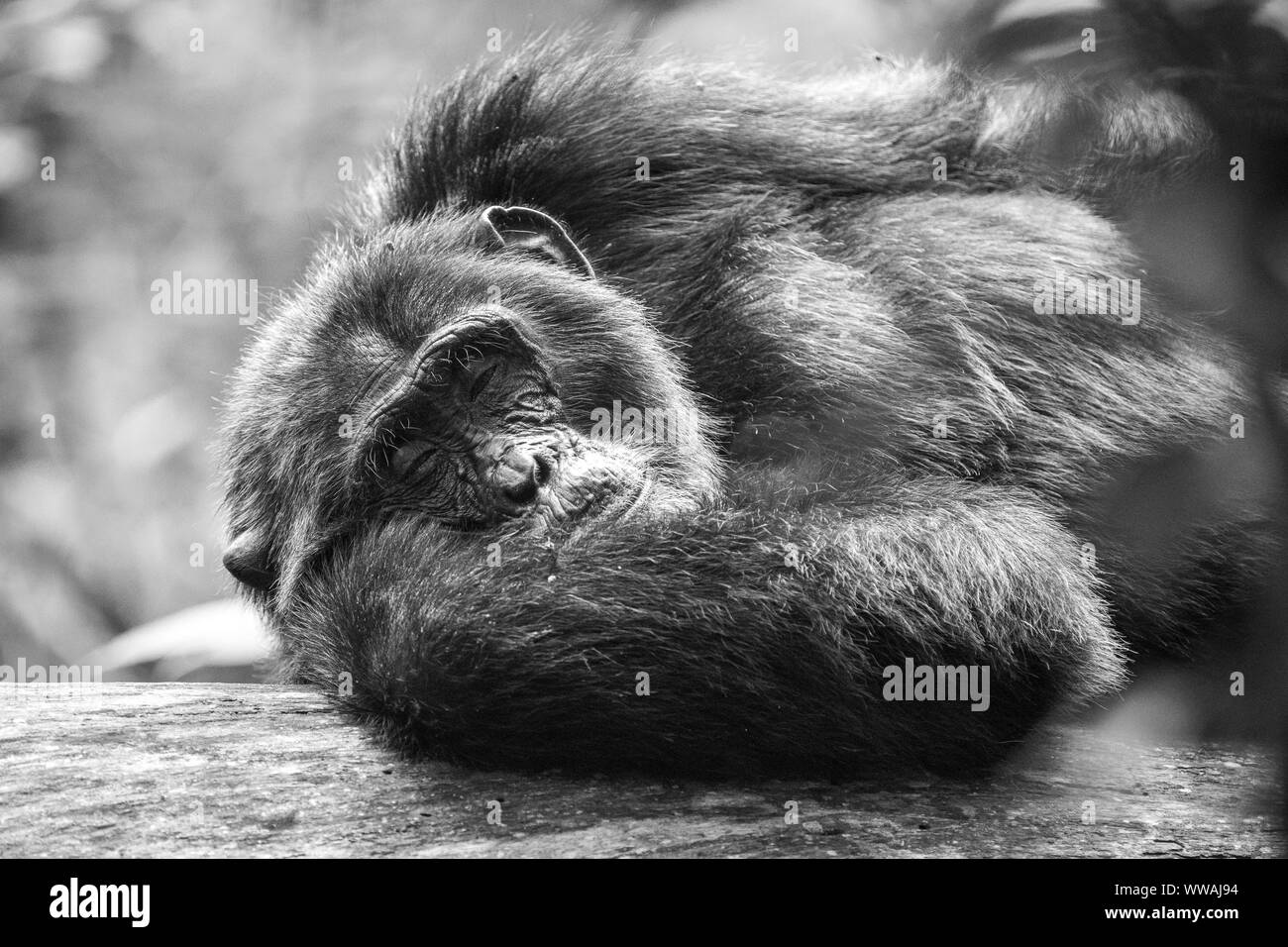 Portrait de mâle chimpanzé (Pan troglodytes) reposant sur le tronc de l'arbre dans le parc national de Kibale, en Ouganda Banque D'Images