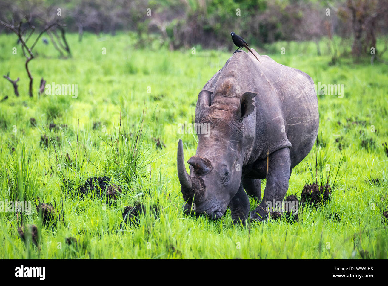Rhinocéros blanc du sud (Ceratotherium simum simum) vu lors d'un safari en Ouganda, Rhino Sanctuary Ziwa, basé à Banque D'Images