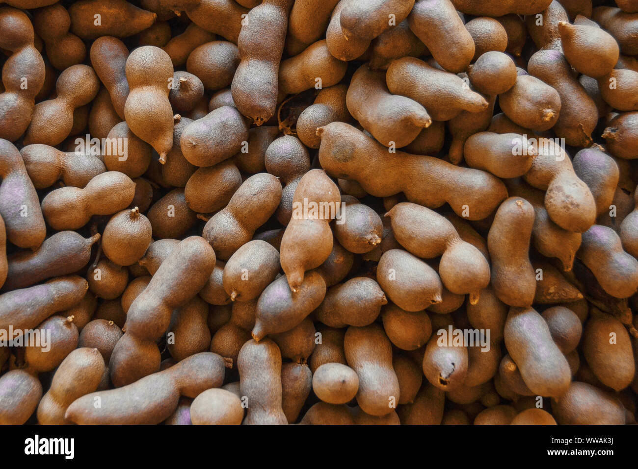 Fruits de tamarin Banque D'Images