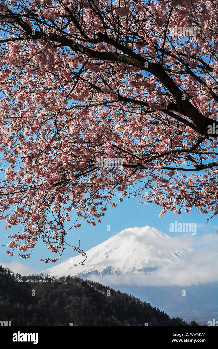 Paysage du Japon Banque D'Images