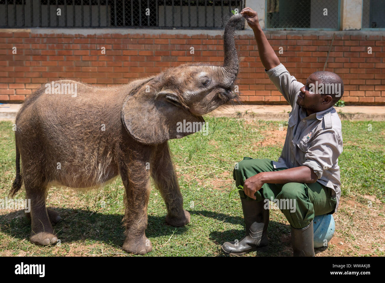 Gardien de l'éléphant mâle d'alimentation de veaux en Uganda Wildlife Education Centre, Entebbe, Ouganda Banque D'Images