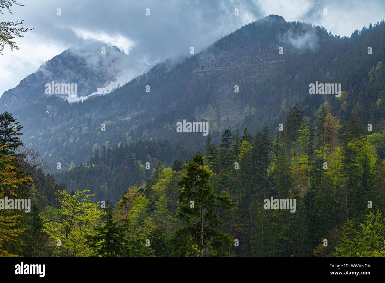 Couleurs vert vif avec des forêts et montagnes en arrière-plan Banque D'Images