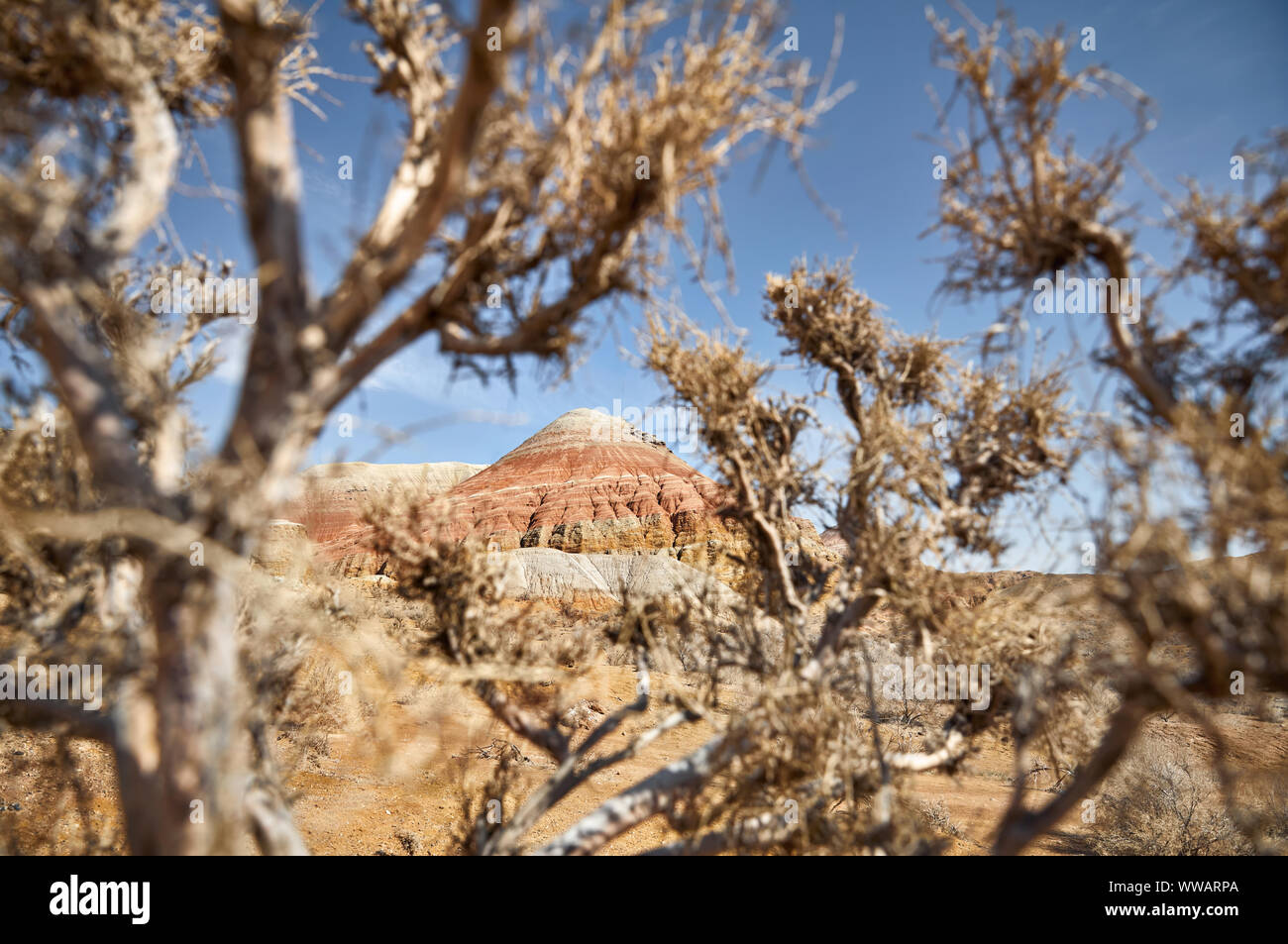 Paysage de montagne en couches bizarres encadrée par saxaul arbre dans beau parc du désert Banque D'Images
