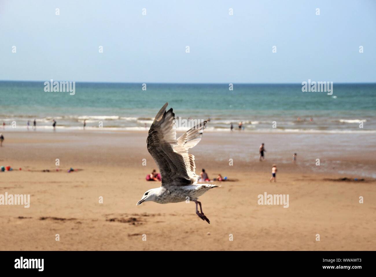 Une mouette vole le long de la plage de St Bees, à la recherche de nourriture près de la plage de visiteurs. Côte ouest de l'Angleterre, près de Lake District. Au nord-ouest de l'Europe. Banque D'Images