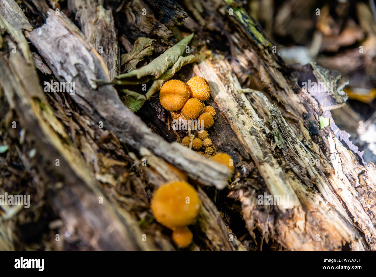 Agaric miel champignons poussent sur l'arbre en forêt d'automne. Banque D'Images