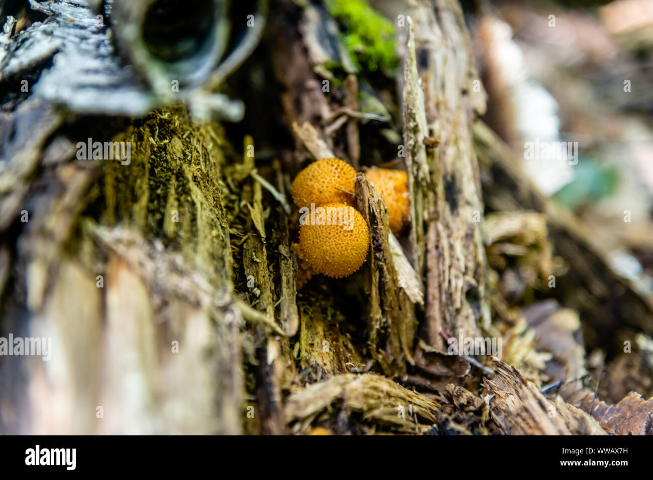 Agaric miel champignons poussent sur l'arbre en forêt d'automne. Banque D'Images