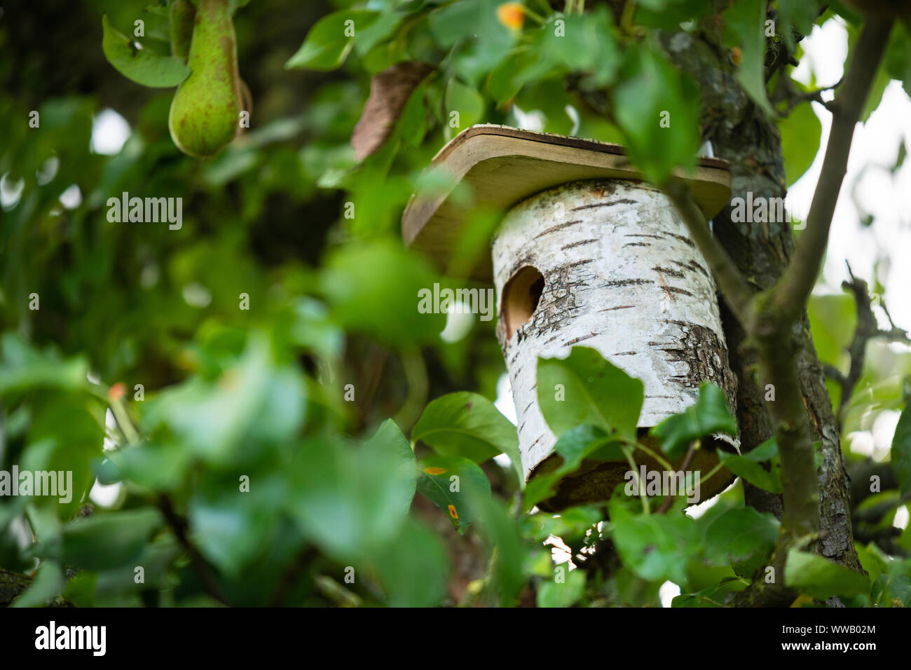 Une maison d'oiseau est caché profondément dans un arbre de sorte que les oiseaux peuvent nicher Banque D'Images