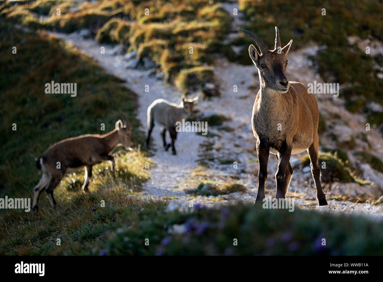 Bouquetin des Alpes (Capra ibex, Capra ibex ibex), femelle avec leurs jeunes animaux en automne, Sella Nevea, Montasi, Alpes italiennes, Italie Banque D'Images
