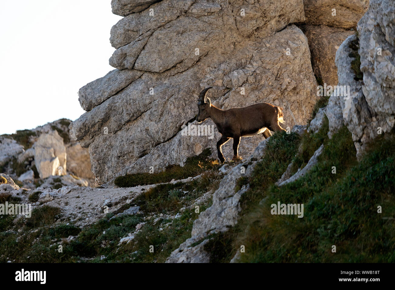 Alpine homme Capricorne Capra ibex sur une montagne escarpée, Montasio, Italie Banque D'Images
