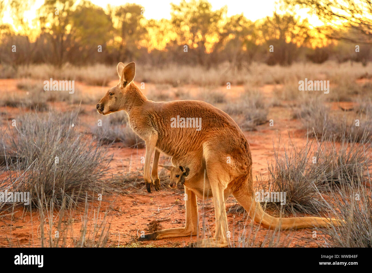 Vue latérale du kangourou rouge avec un joey dans une poche, Macropus rufus, sur le sable rouge de l'outback de l'Australie centrale. Dans le nord de marsupial australien Banque D'Images