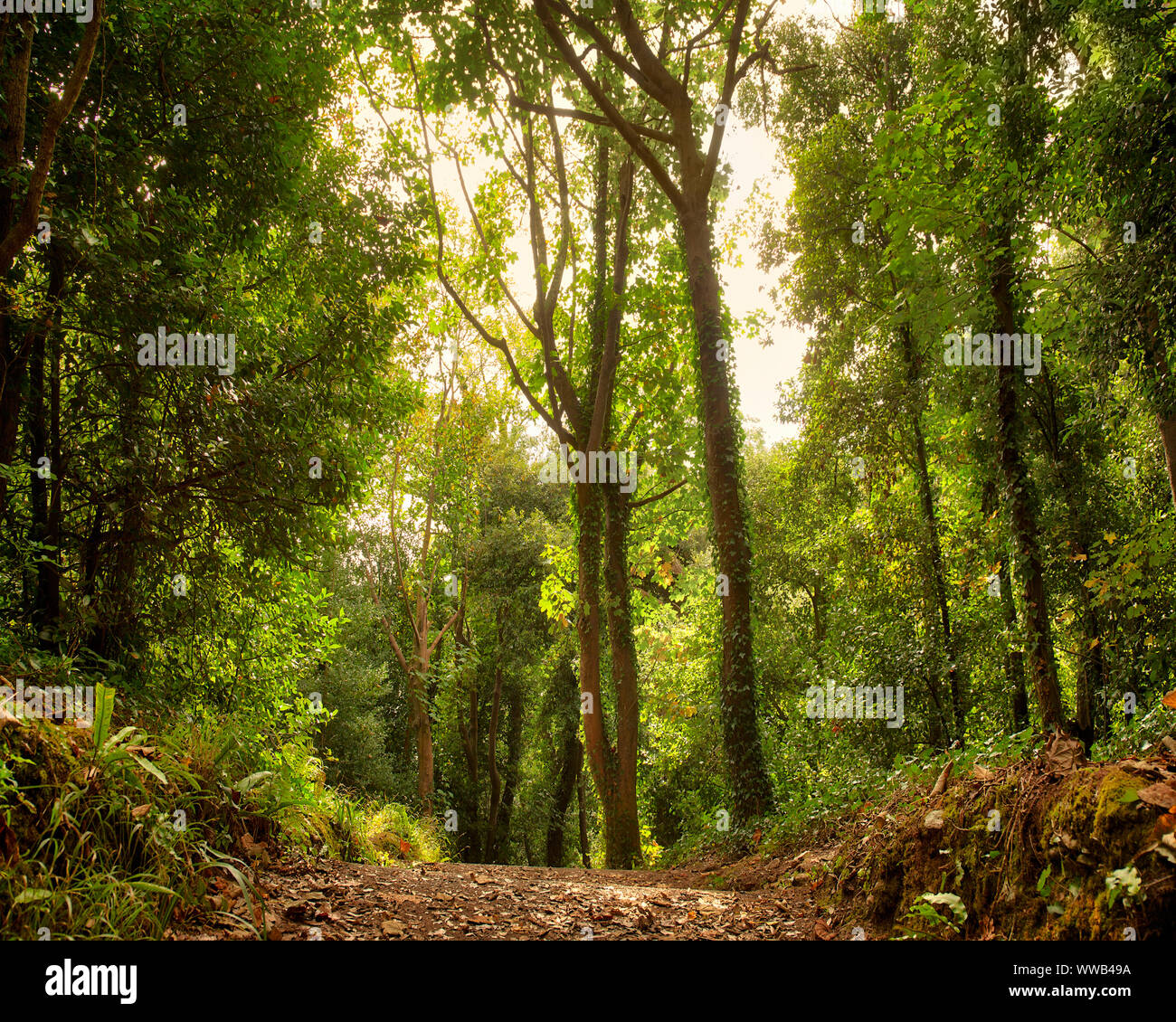 Go - DEVON : Magic bois près de Ansteys Cove le long du sentier du littoral de Babbacombe à Torquay (image HDR) Banque D'Images