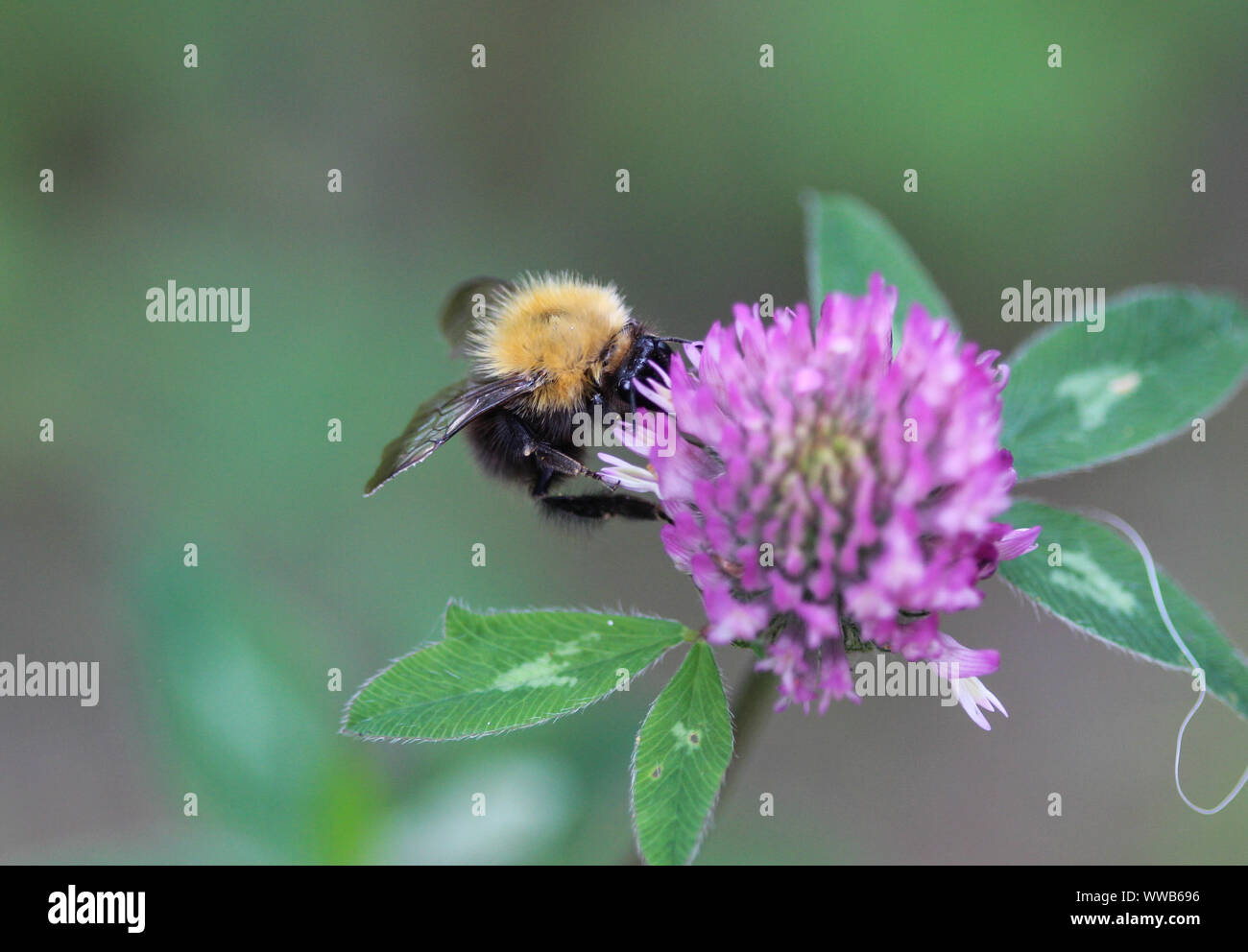 De Bombus pascuorum Close up bumblebee, la politique commune de carder abeille sur fleur Banque D'Images