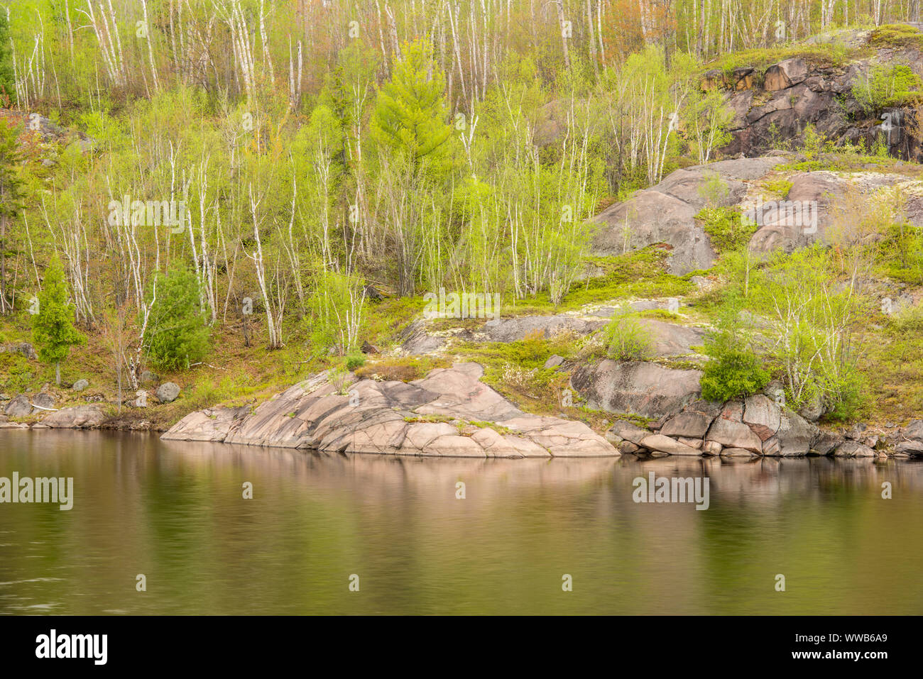 Donnant sur les arbres au printemps, Wanup d'Elbow Lake, Ontario, Canada Banque D'Images