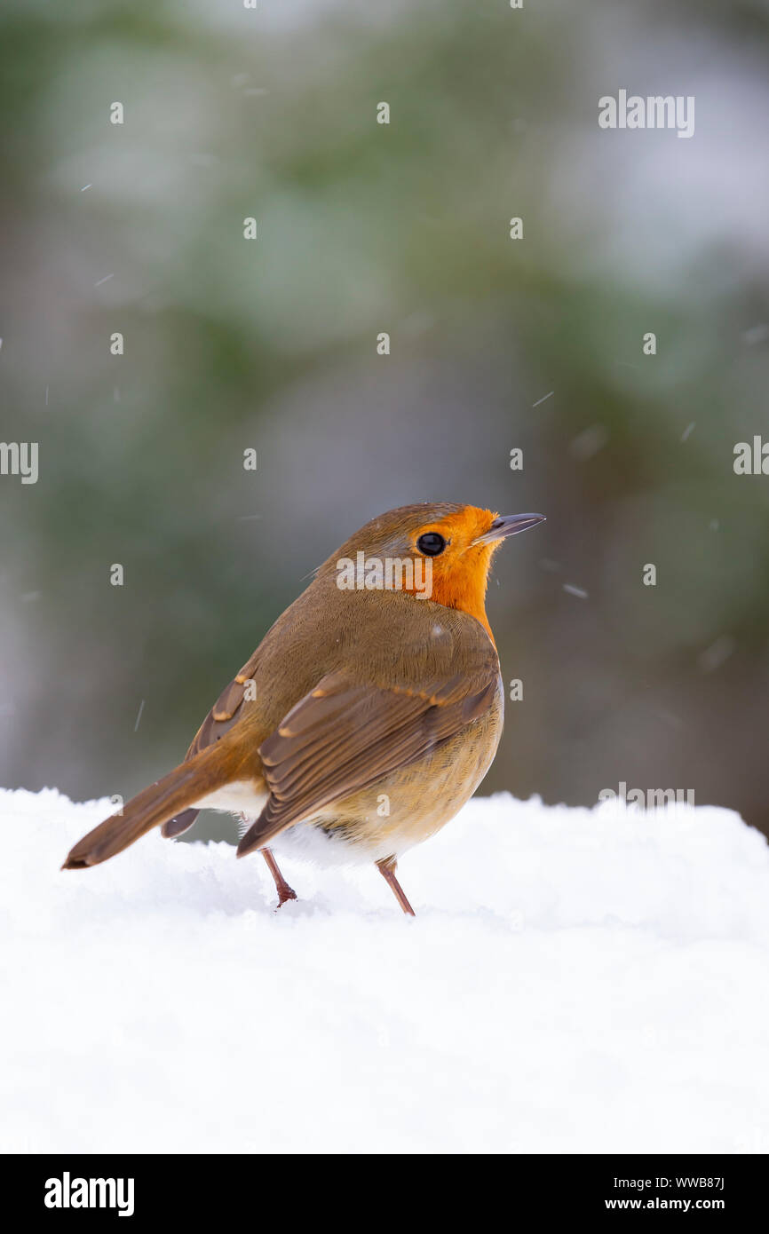 Robin Erithacus rubecula aux abords [ ] dans la neige Banque D'Images