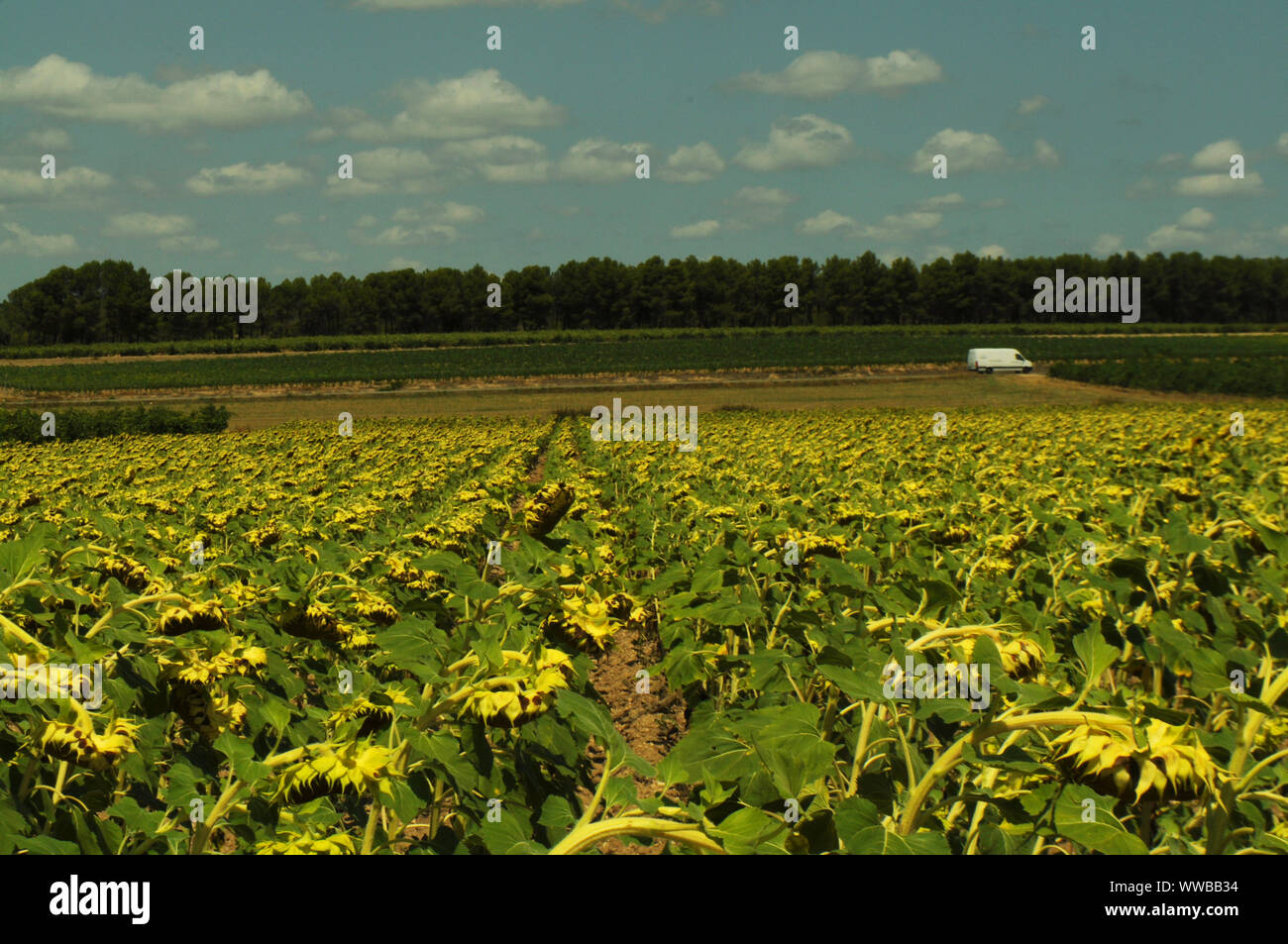 Ferme plein de tournesols et une voie allant à travers une rue en arrière-plan- nuages de coton blanc qui s'écoule dans le ciel bleu Banque D'Images