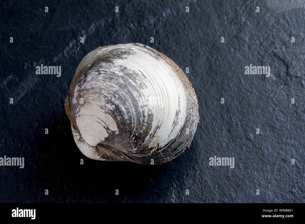 Un cyprine clam, Arctica islandica, trouvés dans la Manche. La cyprine d'Islande, est un des plus anciens organismes vivants sur Terre wit Banque D'Images