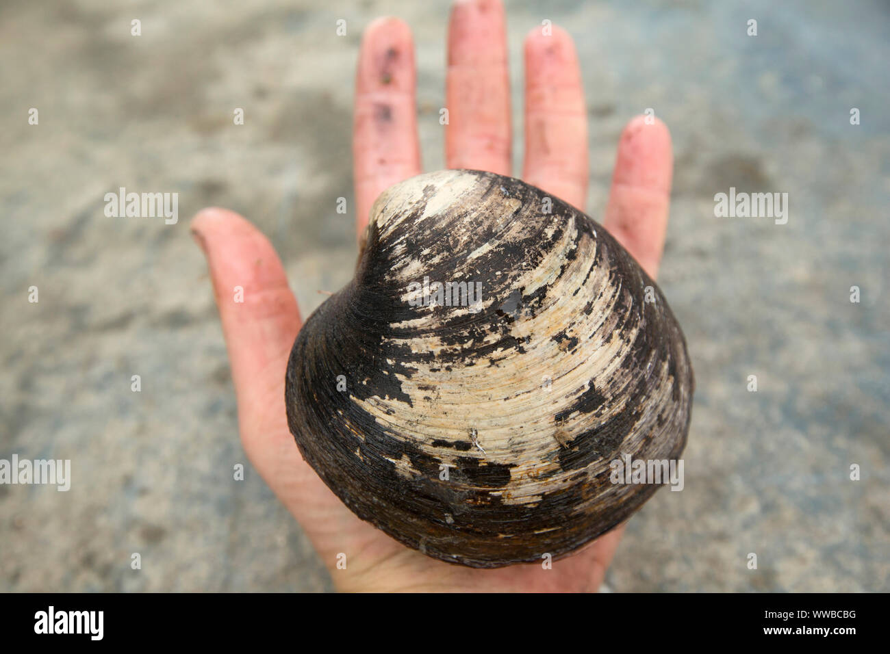 Un cyprine clam, Arctica islandica, trouvés dans la Manche. La cyprine d'Islande, est un des plus anciens organismes vivants sur Terre wit Banque D'Images