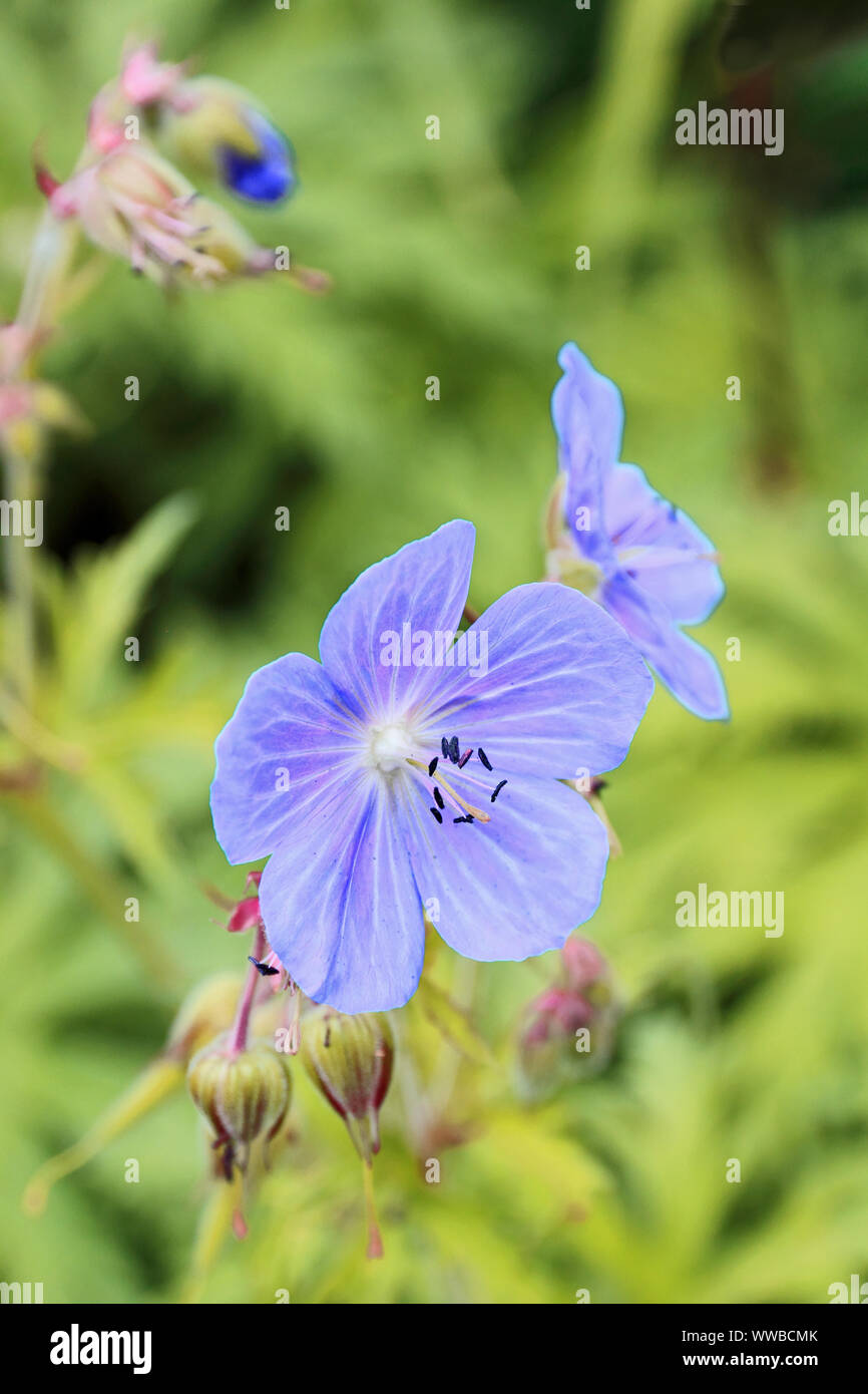 Geranium macrorrhizum floraison bleu Banque D'Images