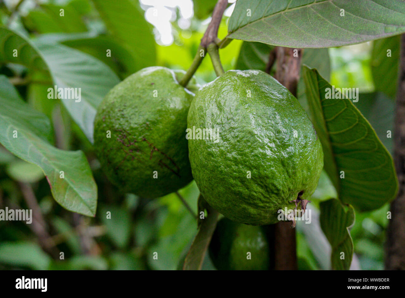 La goyave vert fruit hanging on tree in agriculture ferme du Bangladesh en saison de récolte. Psidium guajava Banque D'Images