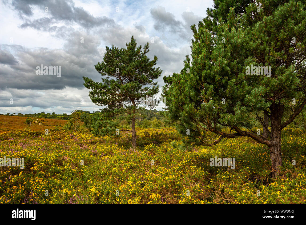 Aylesbeare Common, une zone d'Pebblebed Heath dans l'est du Devon, Royaume-Uni. Banque D'Images