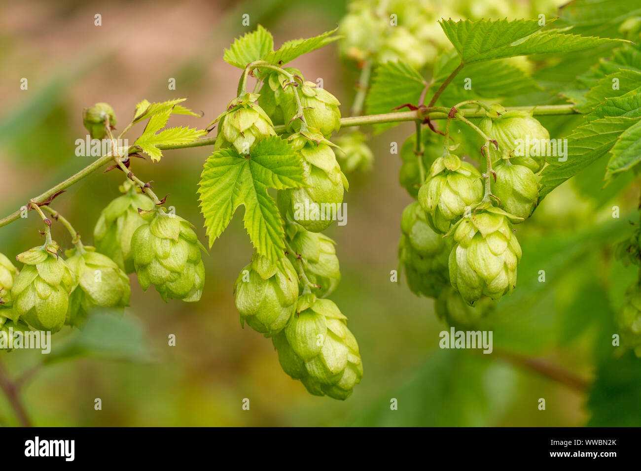 Wild Le houblon (Humulus lupulus). Devon, Royaume-Uni. Banque D'Images