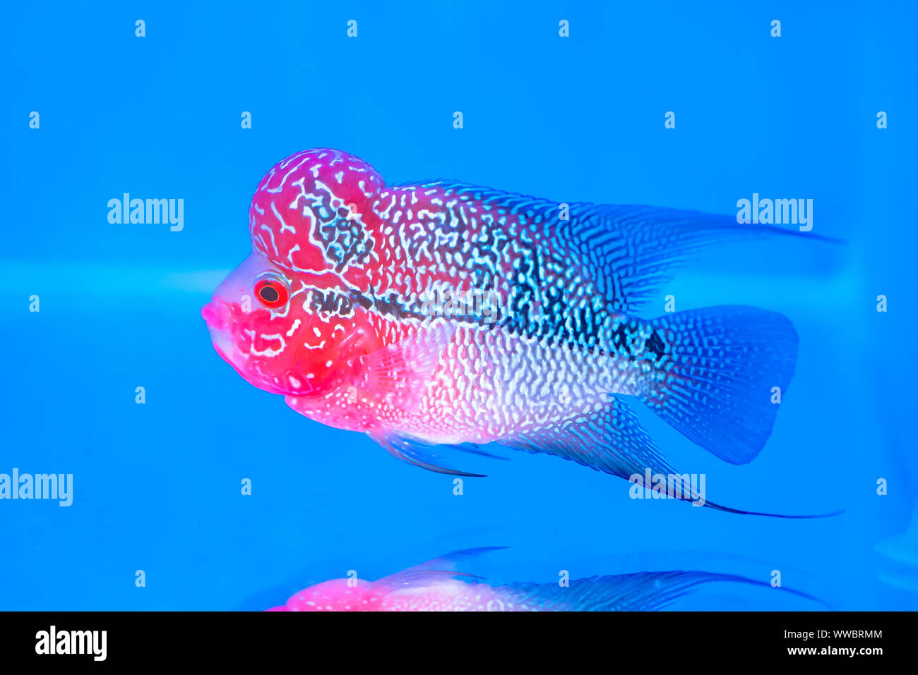 Cichlidés Flowerhorn poissons colorés nager dans l'aquarium. C'est un poisson d'ornement qui symbolise la chance du feng shui dans la chambre Banque D'Images
