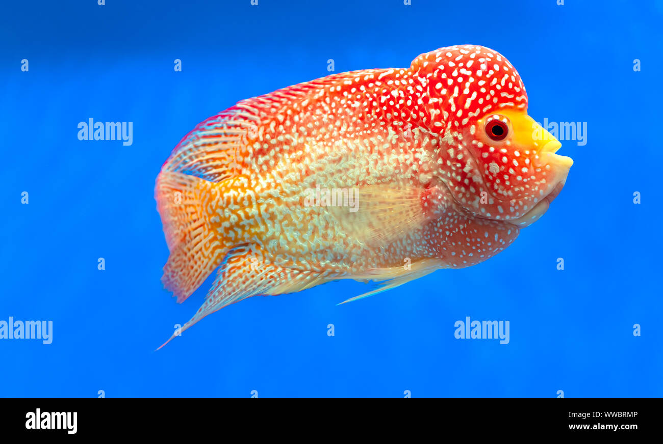 Cichlidés Flowerhorn poissons colorés nager dans l'aquarium. C'est un poisson d'ornement qui symbolise la chance du feng shui dans la chambre Banque D'Images