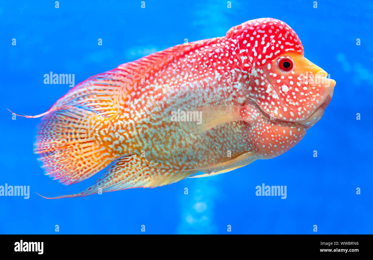 Cichlidés Flowerhorn poissons colorés nager dans l'aquarium. C'est un poisson d'ornement qui symbolise la chance du feng shui dans la chambre Banque D'Images