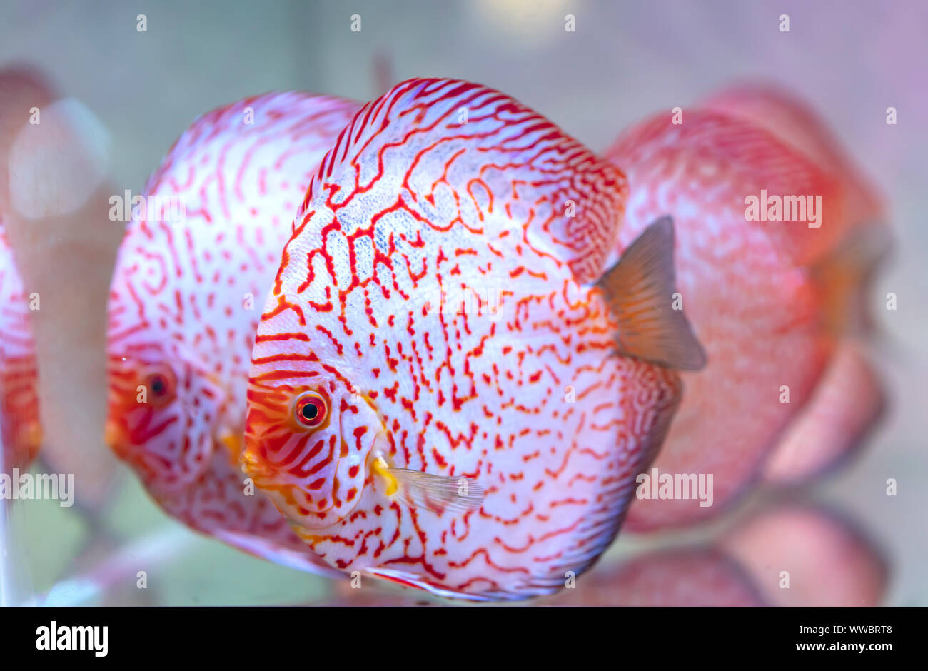 Des poissons de disque coloré dans l'aquarium. C'est une espèces de poissons ornementaux utilisés pour décorer à la chambre Banque D'Images