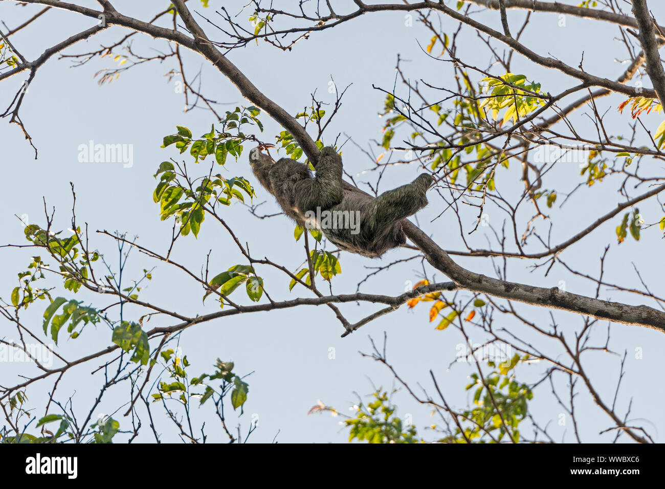Deux doigts Sloth déménagement dans un arbre dans le Parc National de Tortuguero au Costa Rica Banque D'Images