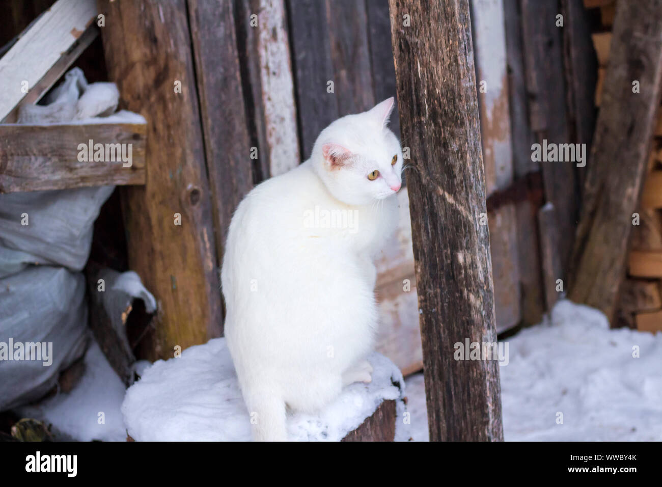 Beau chat blanc en hiver Banque D'Images