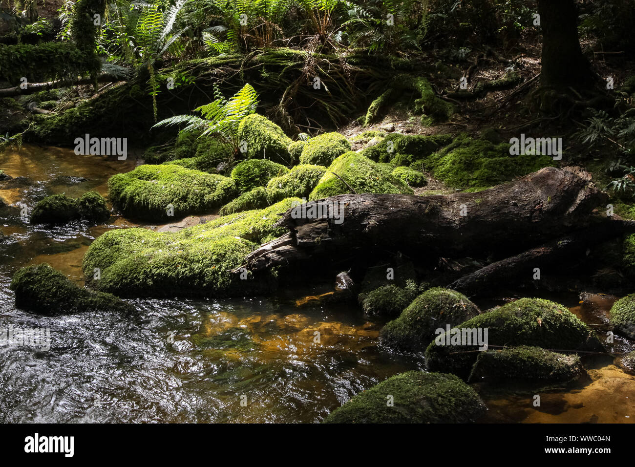 Creek qui coule à travers la forêt inondée de soleil, St Columba Falls, Tasmanie, Australie Banque D'Images