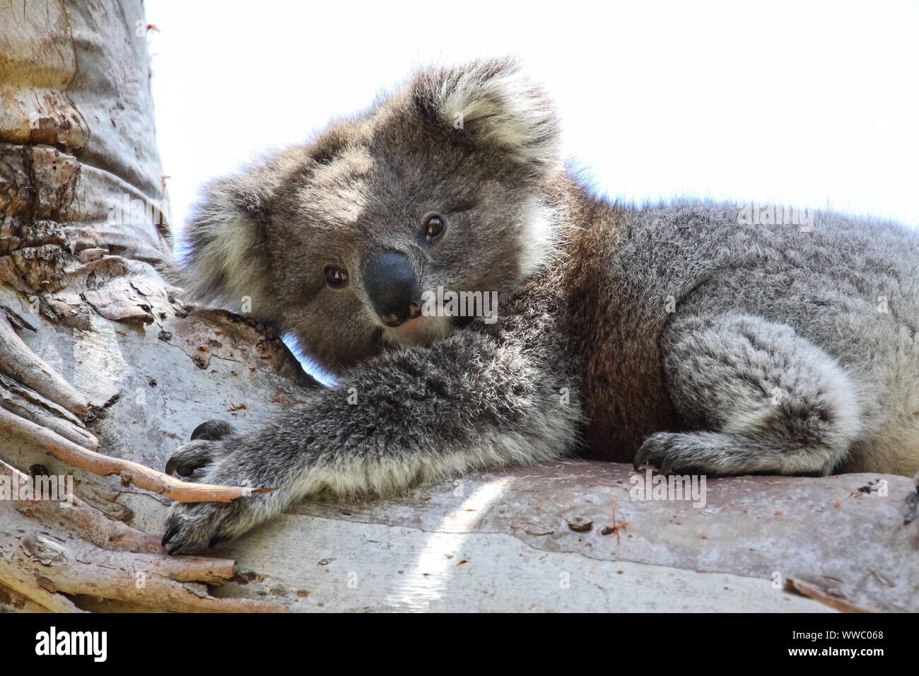Koala reposant à l'ombre d'un arbre d'eucalyptus, face, Grande Otway National Park, Victoria, Australie Banque D'Images