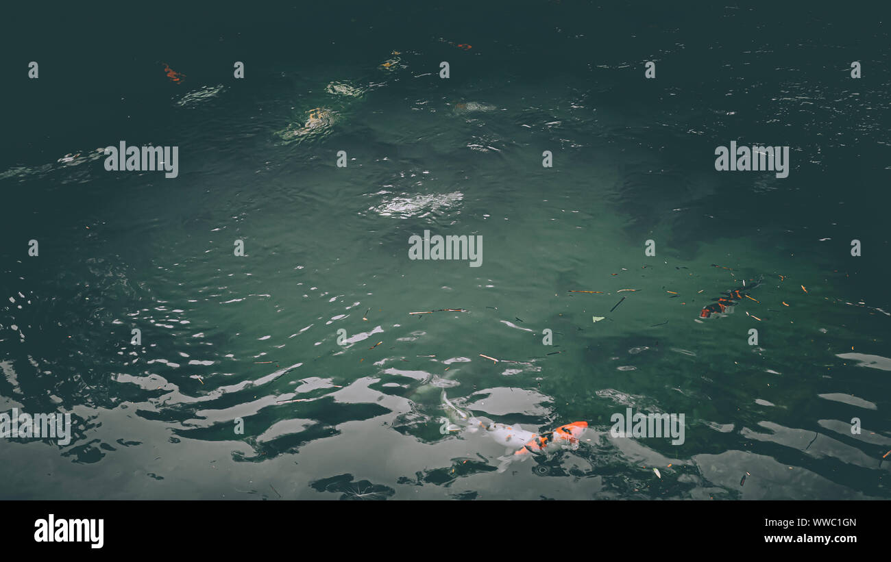 Fantaisie colorés poissons carpes Koi, poissons dans la nature piscine de l'eau Banque D'Images