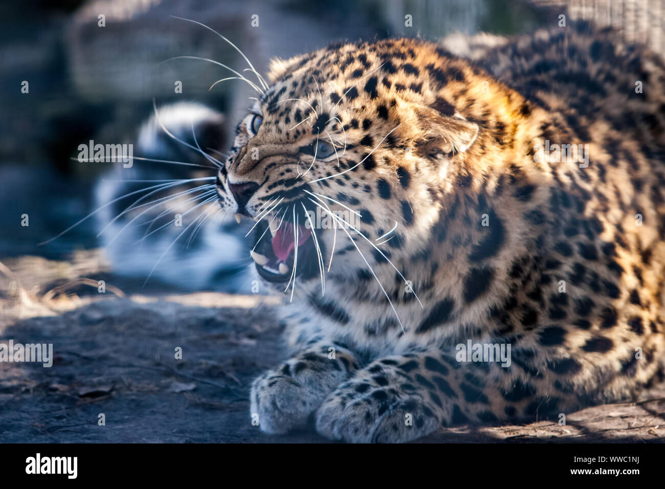 Un leopard cub siffle et gronde, avec une bouche ouverte et de grandes canines. Longue moustache blanche. On appuie sur les oreilles. Points noirs sur le blanc et le brun de la laine. Sélectionnez Banque D'Images